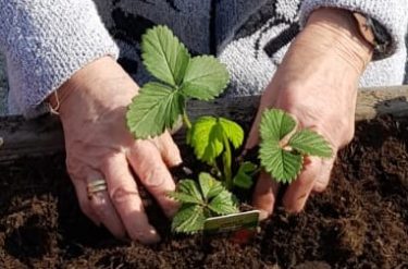 Wir heißen das Frühjahr in unserem Hochbeet willkommen