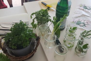 Rosenfee und Kräuterzauber